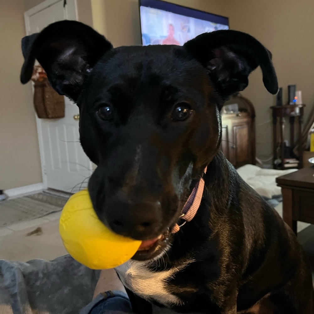 Cece’ my 10 month old Lab wild child .I adopted her from the Humane Society.